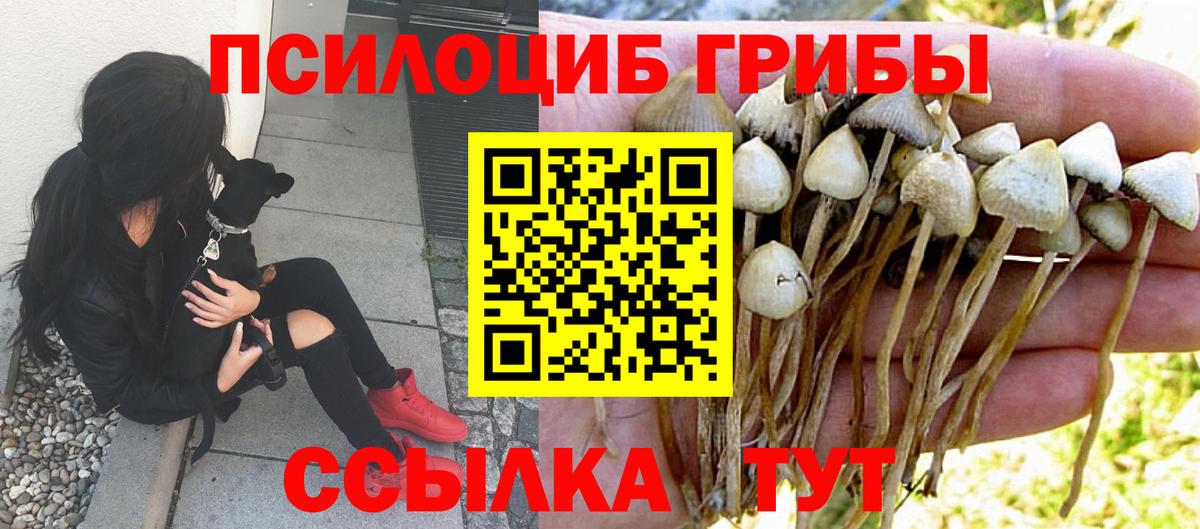 Галлюциногенные грибы Psilocybe Черногорск